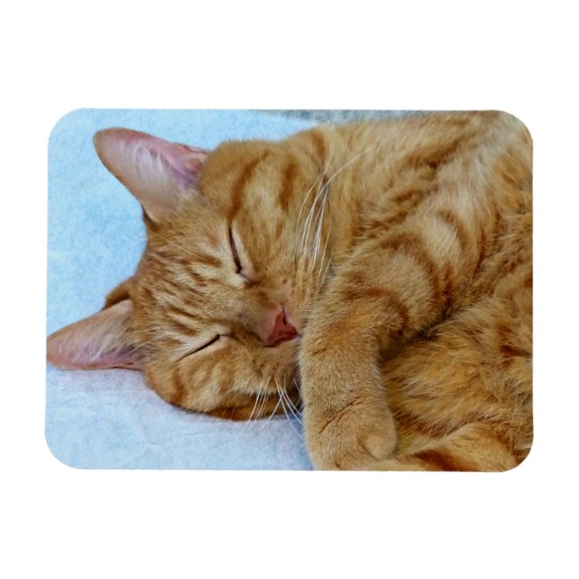 Schlafkatze Magnet (Horizontal)
