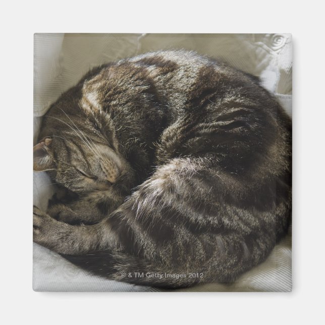 Schlafkatze Magnet (Vorne)