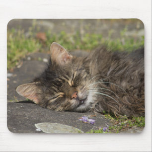 Schlafkatze Mousepad