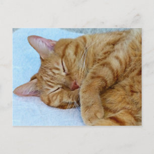 Schlafkatze Postkarte