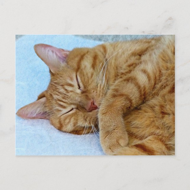 Schlafkatze Postkarte (Vorderseite)