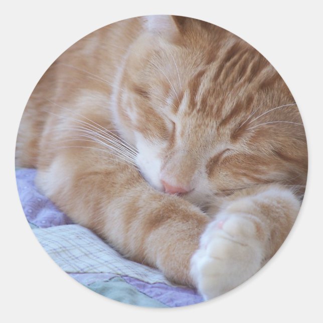 Schlafkatzenaufkleber Runder Aufkleber (Vorderseite)