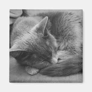 Schlafkatzenmagnet Magnet