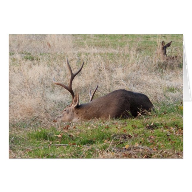 Schlafkeule/Weck mir für den Kuchen (Vorderseite (Horizontal))