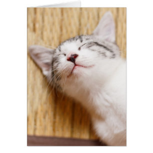 Schlafkitten