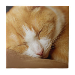 Schlafkitten Fliese