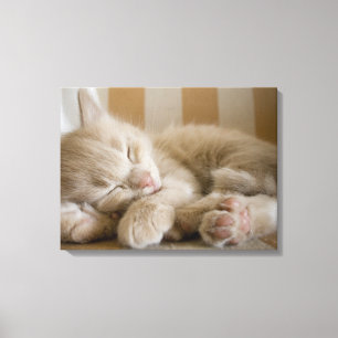 Schlafkitten Leinwanddruck