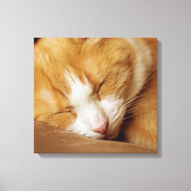 Schlafkitten Leinwanddruck (Vorderseite)