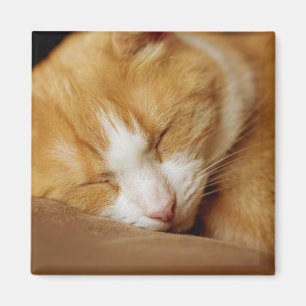 Schlafkitten Magnet