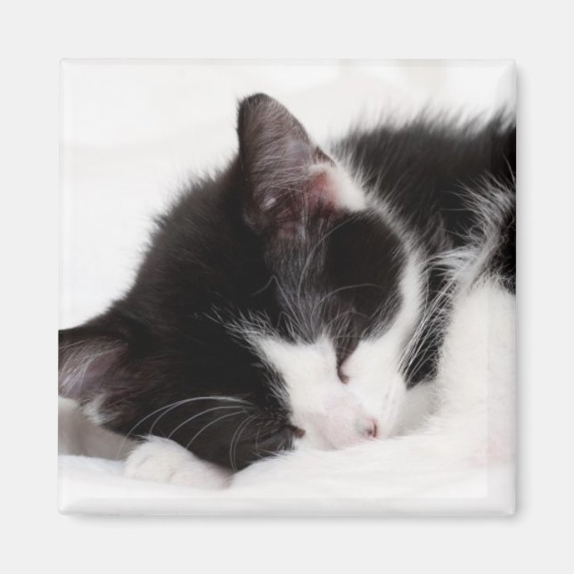 Schlafkitten Magnet (Vorne)