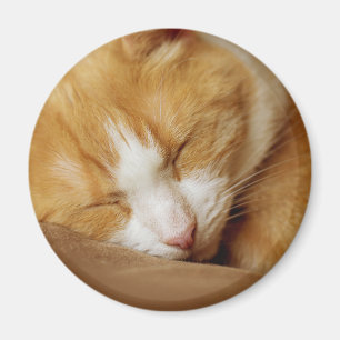 Schlafkitten Magnet