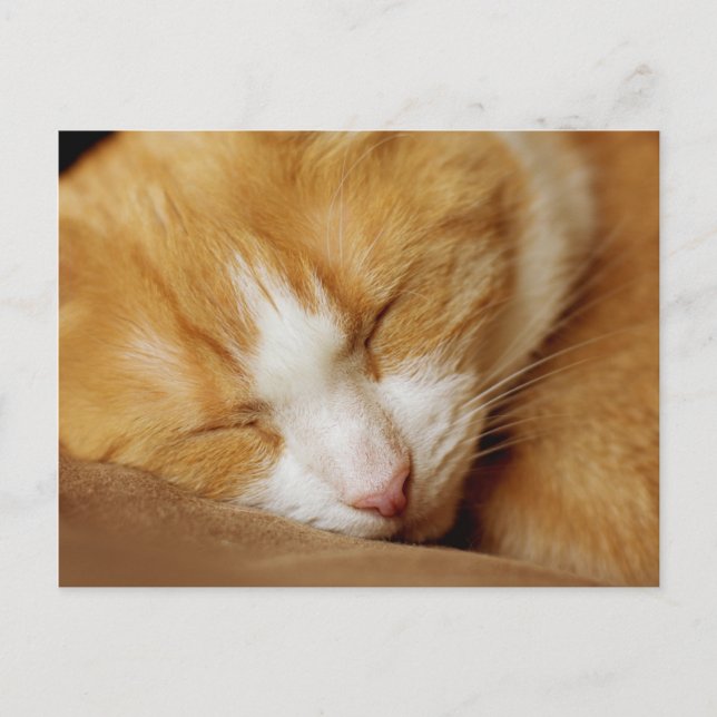 Schlafkitten Postkarte (Vorderseite)