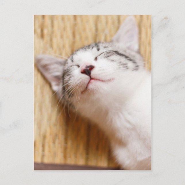 Schlafkitten Postkarte (Vorderseite)
