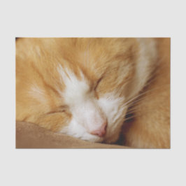 Schlafkitten Seidenpapier