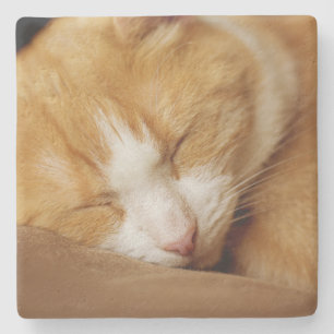 Schlafkitten Steinuntersetzer