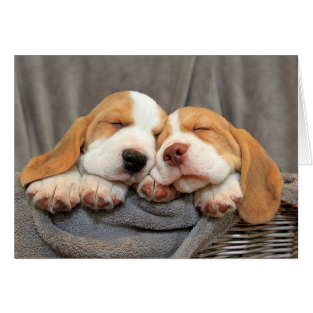 Schlaflose Welpen (Vorderseite (Horizontal))