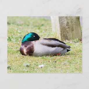 Schlafmallard Postkarte