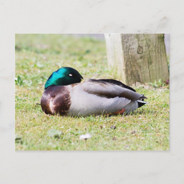 Schlafmallard Postkarte (Vorderseite)