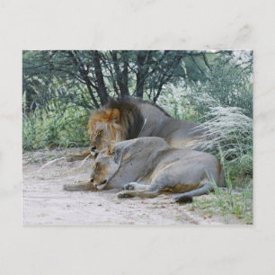 Schlafmännlicher Löwe und Löwen, Panthera leo, Postkarte