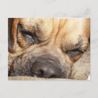 Schlafmastiff Postcard Postkarte