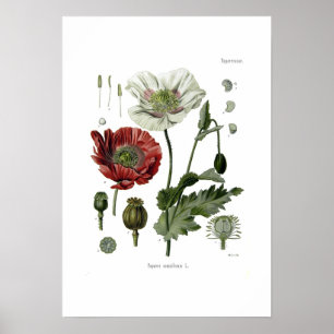 Schlafmohn Poster