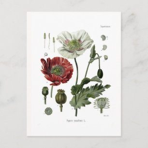 Schlafmohn Postkarte