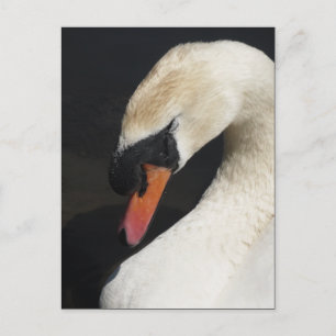 Schlafmute Swan Postkarte