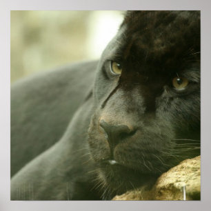 Schlafpanther Poster