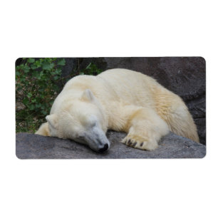 Schlafpolarbär