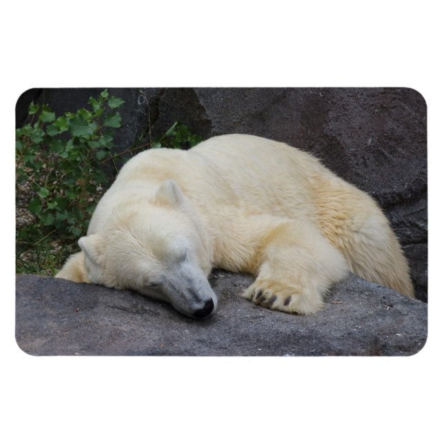 Schlafpolarbär Magnet (Horizontal)