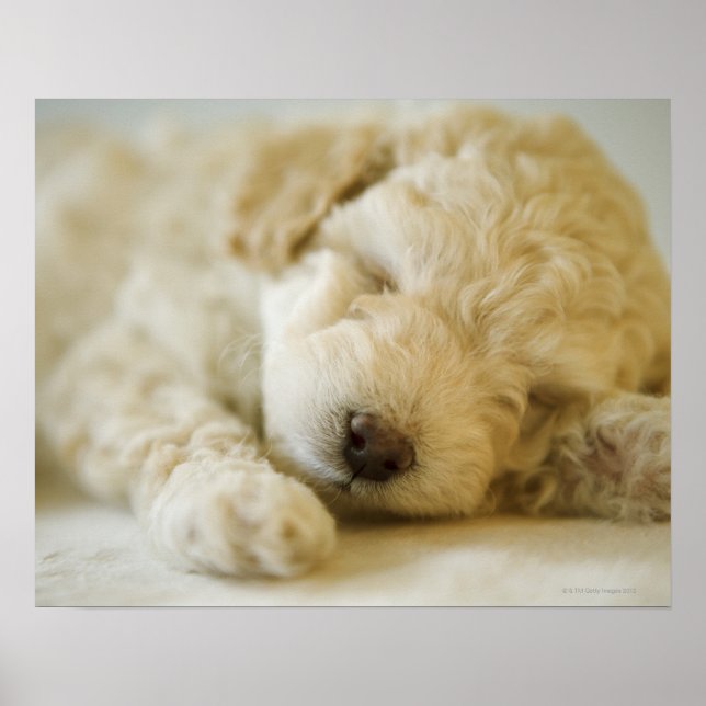 Schlafpoodle Welpe 2 Poster (Vorne)