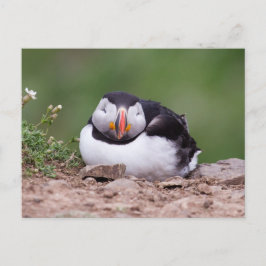 Schlafpuffin Postkarte