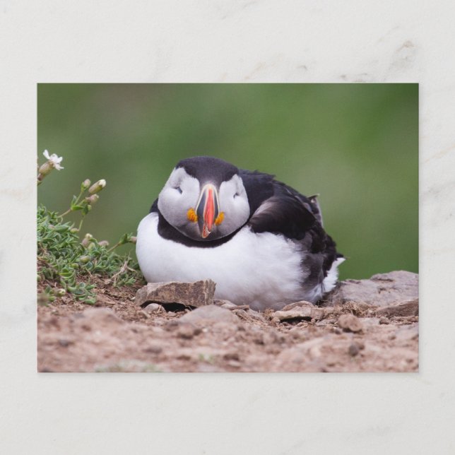 Schlafpuffin Postkarte (Vorderseite)