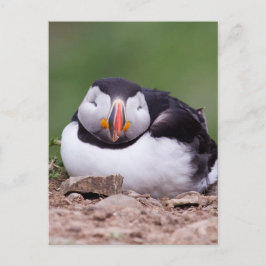 Schlafpuffin Postkarte