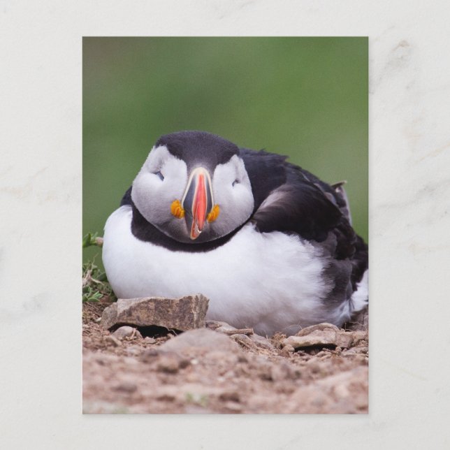 Schlafpuffin Postkarte (Vorderseite)