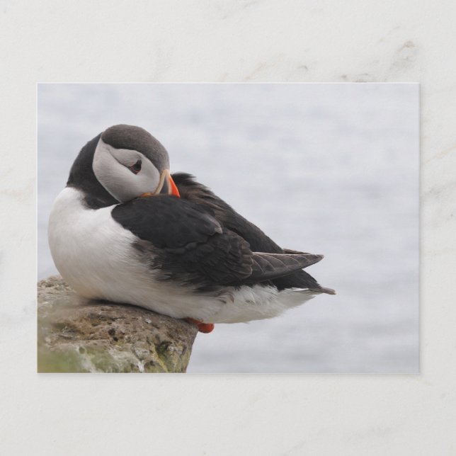 Schlafpuffin Postkarte (Vorderseite)