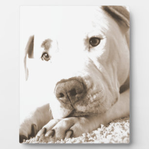 schläfrig-freundliche, weiße Pitbulle Hassdee nich Fotoplatte