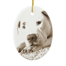 schläfrig-freundliche, weiße Pitbulle Hassdee nich