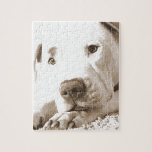 schläfrig-freundliche, weiße Pitbulle Hassdee nich Puzzle