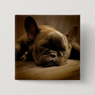 Schläfrige französische Bulldogge Button