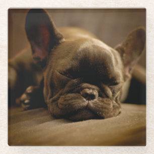 Schläfrige französische Bulldogge Glasuntersetzer