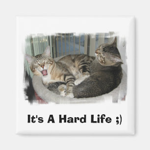 Schläfrige Katzen Magnet