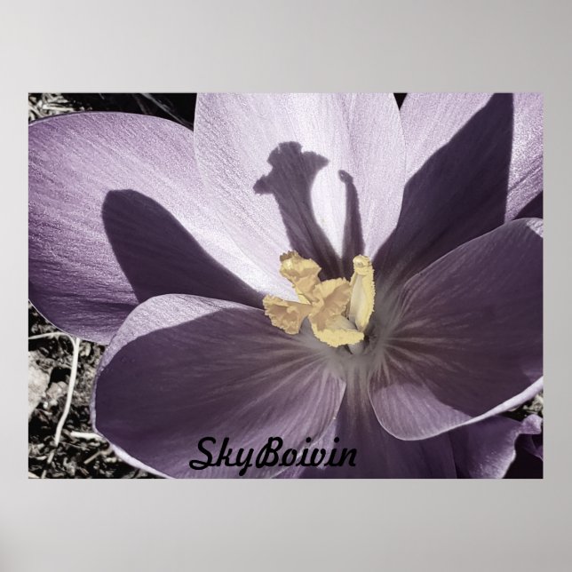 schläfriger Crocus Poster (Vorne)