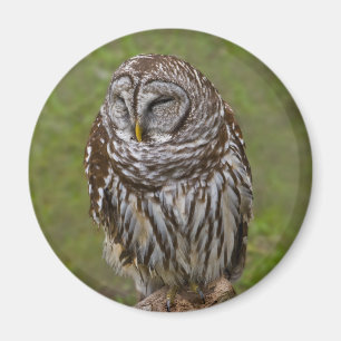 Schläfriger Eulen-Magnet Magnet