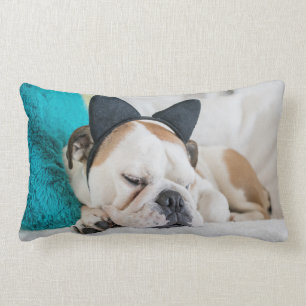 Schläfriger Hund Getty Bild-  mit Katzen-Stirnban Lendenkissen