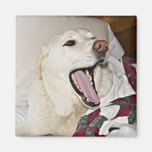 Schläfriger Hund Magnet