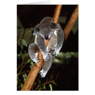 Schläfriger Koala