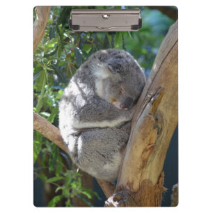Schläfriger Koala Klemmbrett