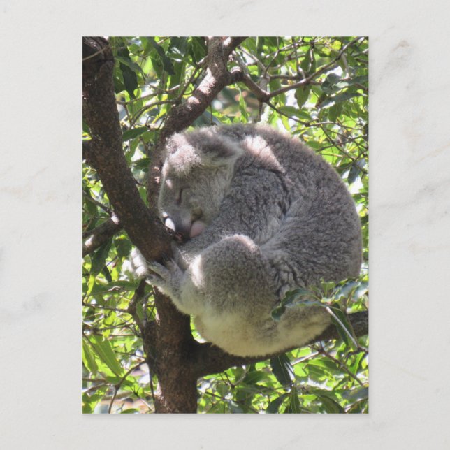 schläfriger Koala Postkarte (Vorderseite)