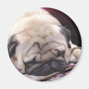 Schläfriger Mops-Magnet Magnet